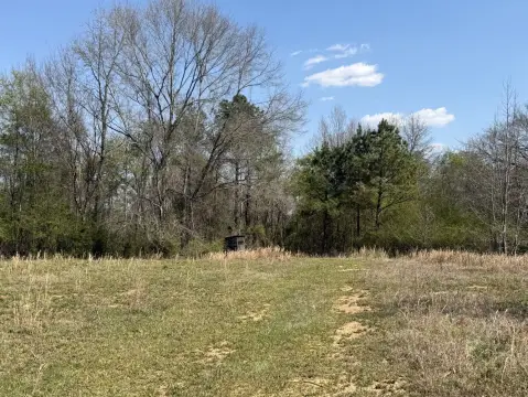 Hunting Land with Pine Plantation