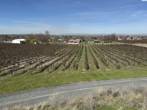 Prosser Land with Concord Grapes