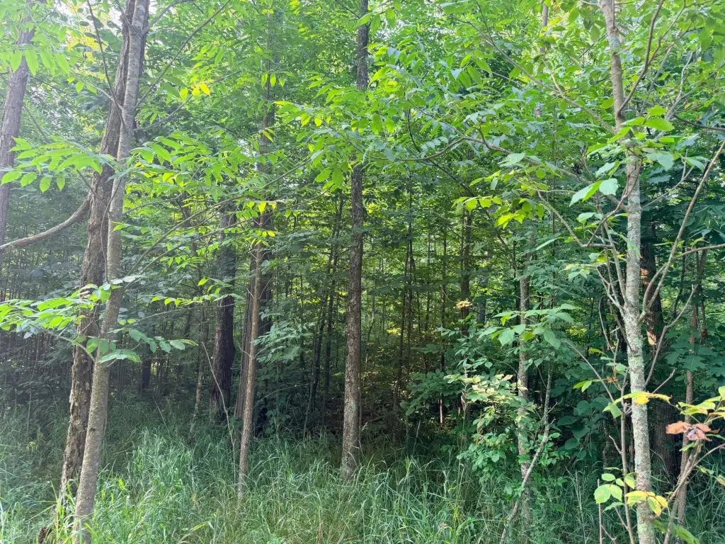 Picture 37