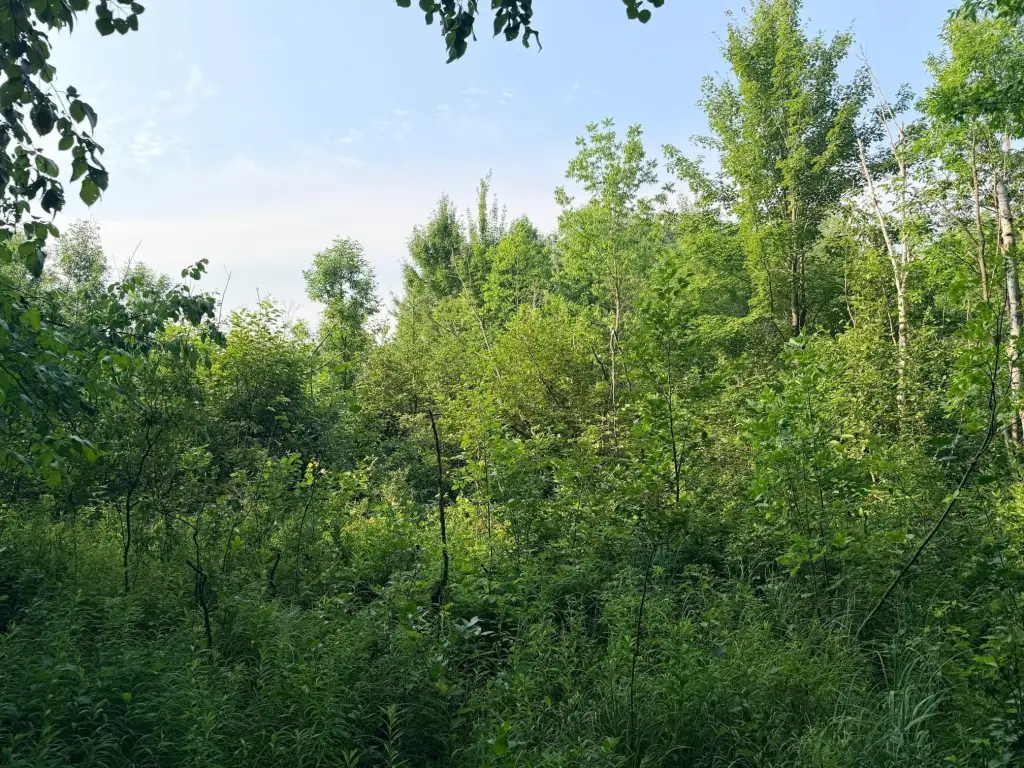 Picture 47