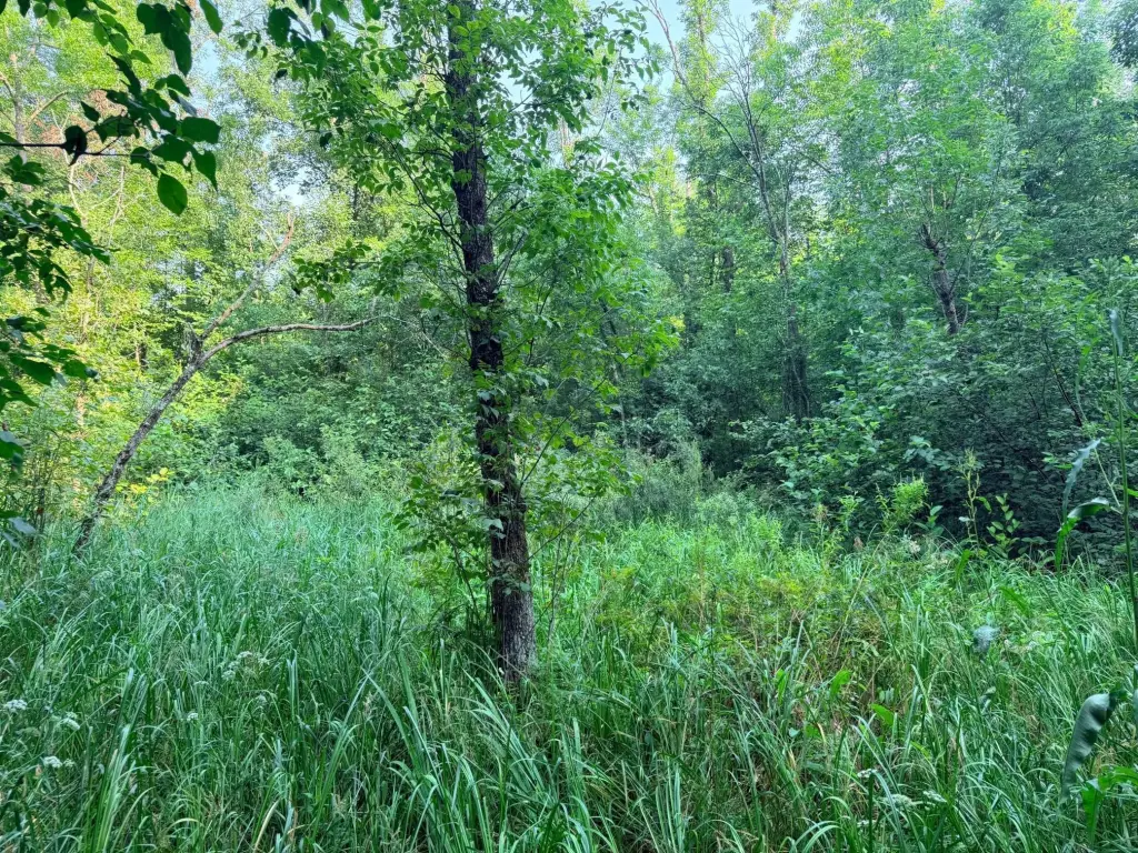 Picture 48