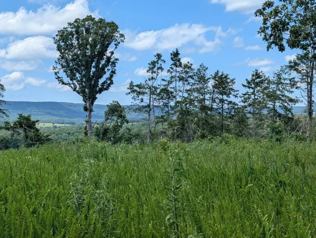 Picture 8
