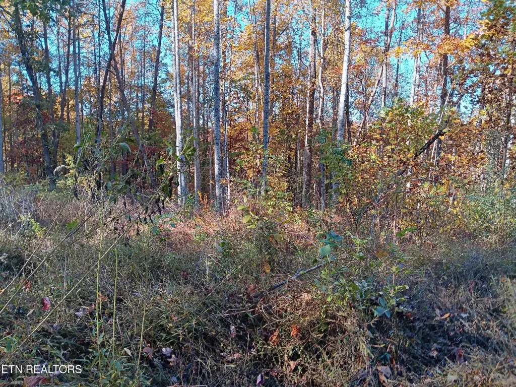 Picture 31