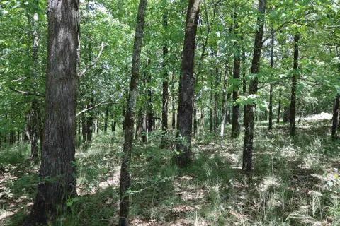 Diamondhead Subdivision Wooded Lot