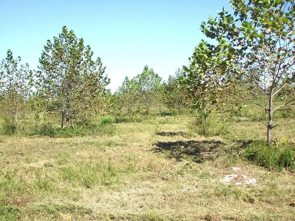 Picture 34
