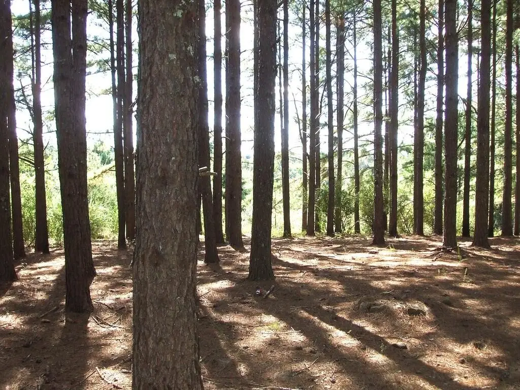 Picture 41
