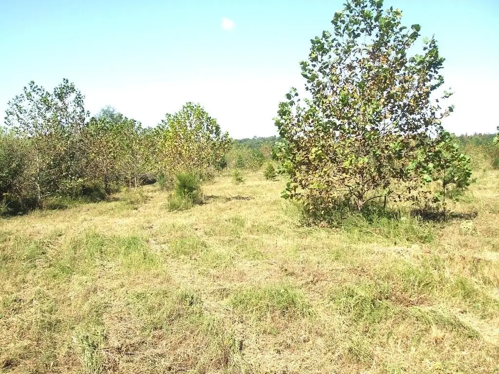 Picture 33