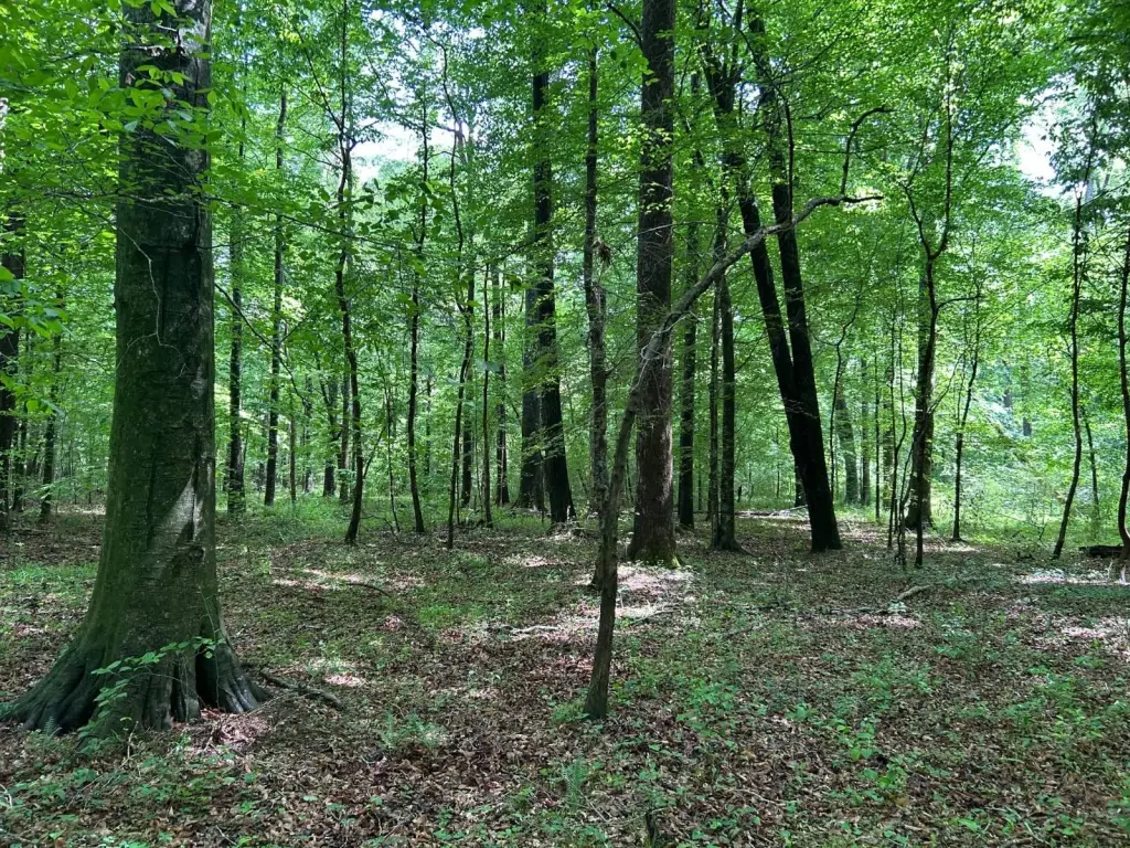 Picture 43