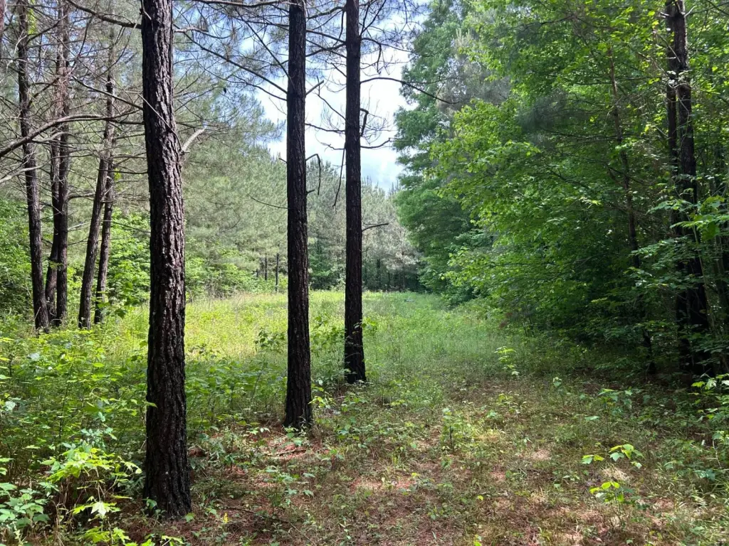 Picture 38
