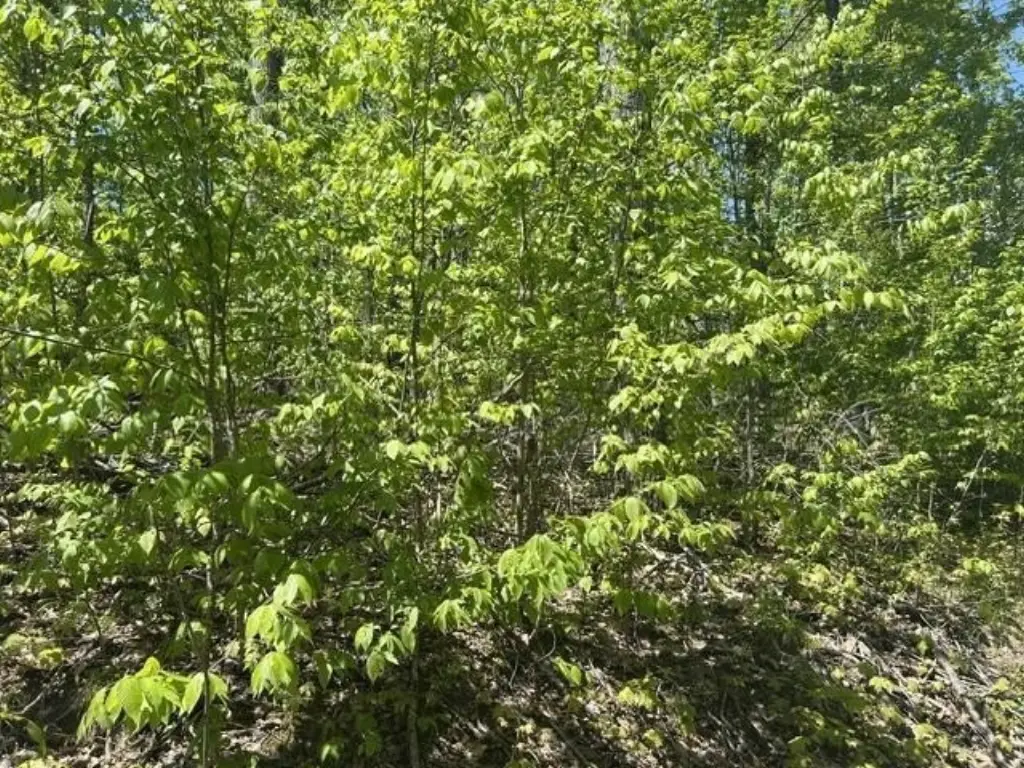 Picture 16