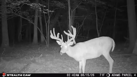 Whitetail Hunting Land