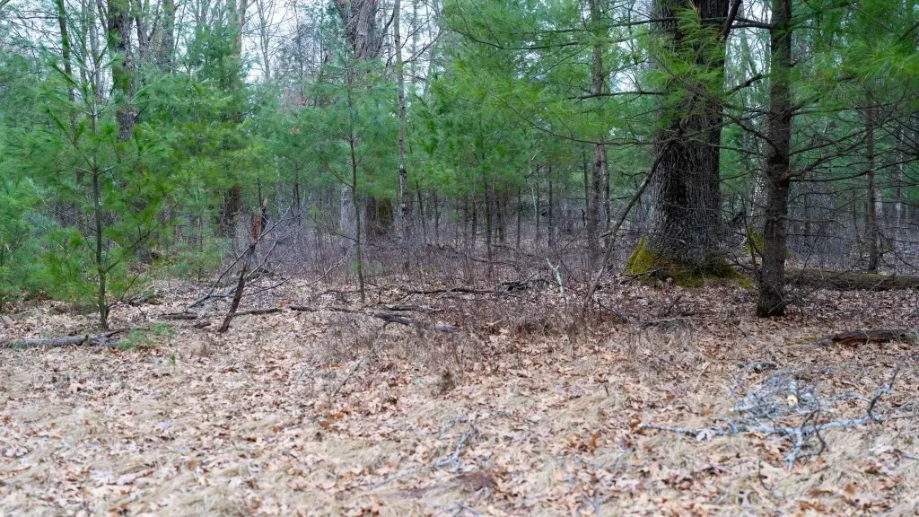Picture 43