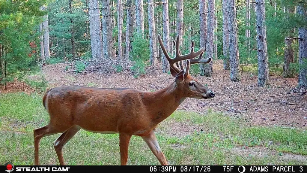 Picture 4