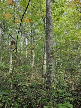 90-Acre Oakvale Recreational Homestead