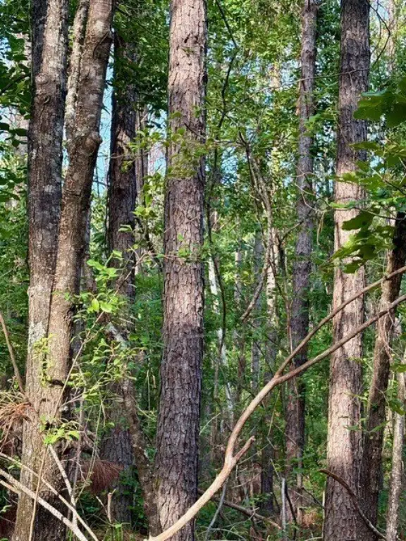 Picture 12