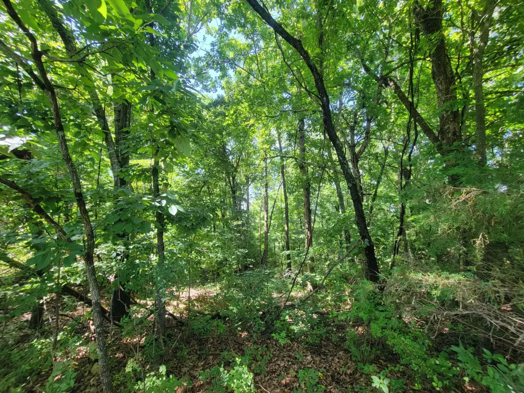 Picture 5