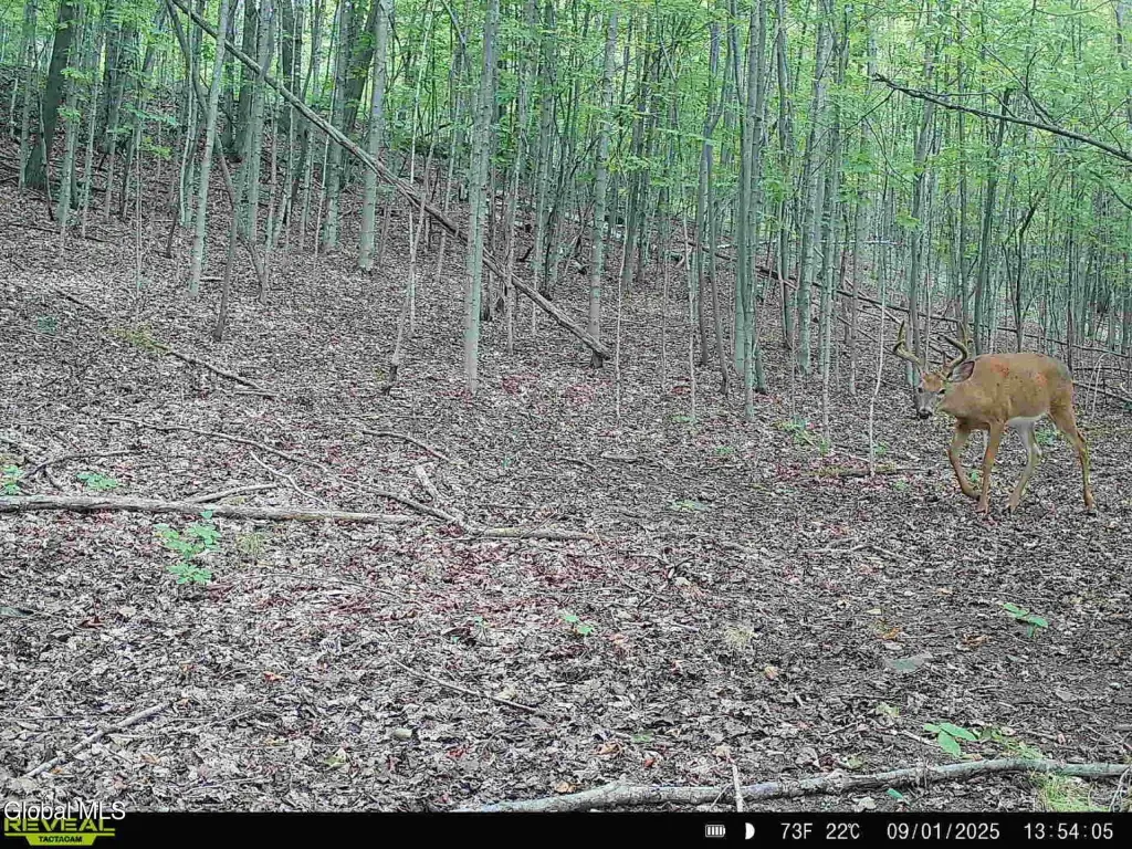 Picture 5