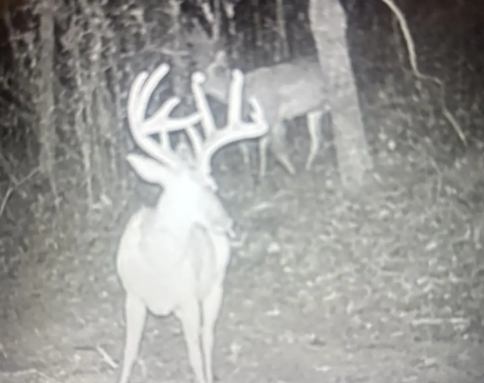 Picture 5