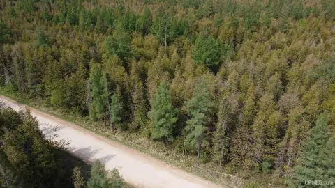 40 Acres Hunting Land