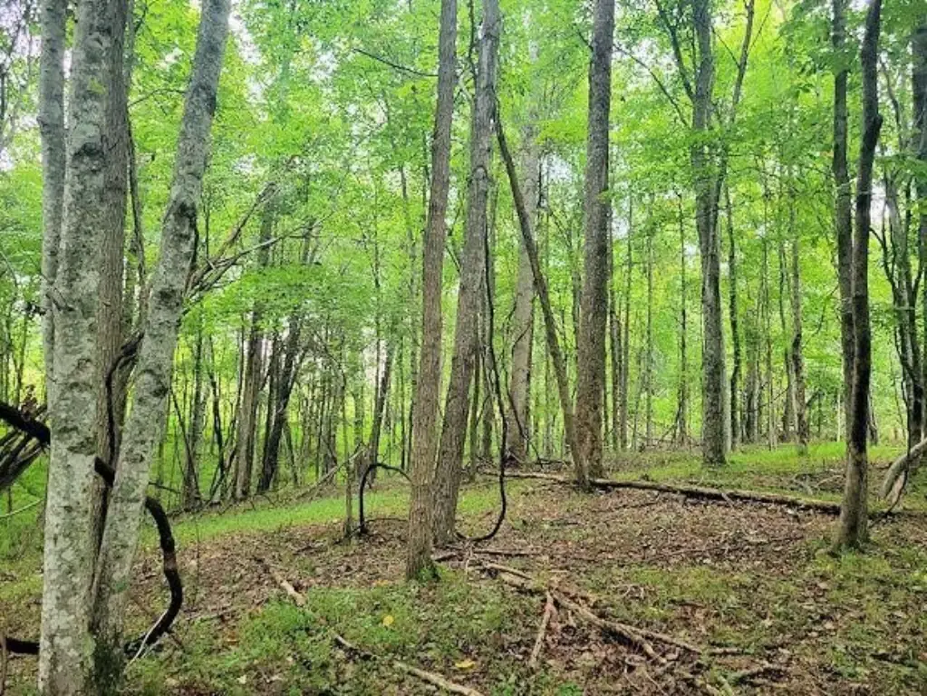 Picture 39