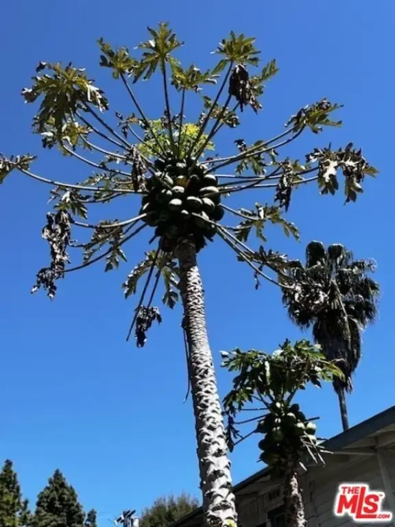 Picture 33