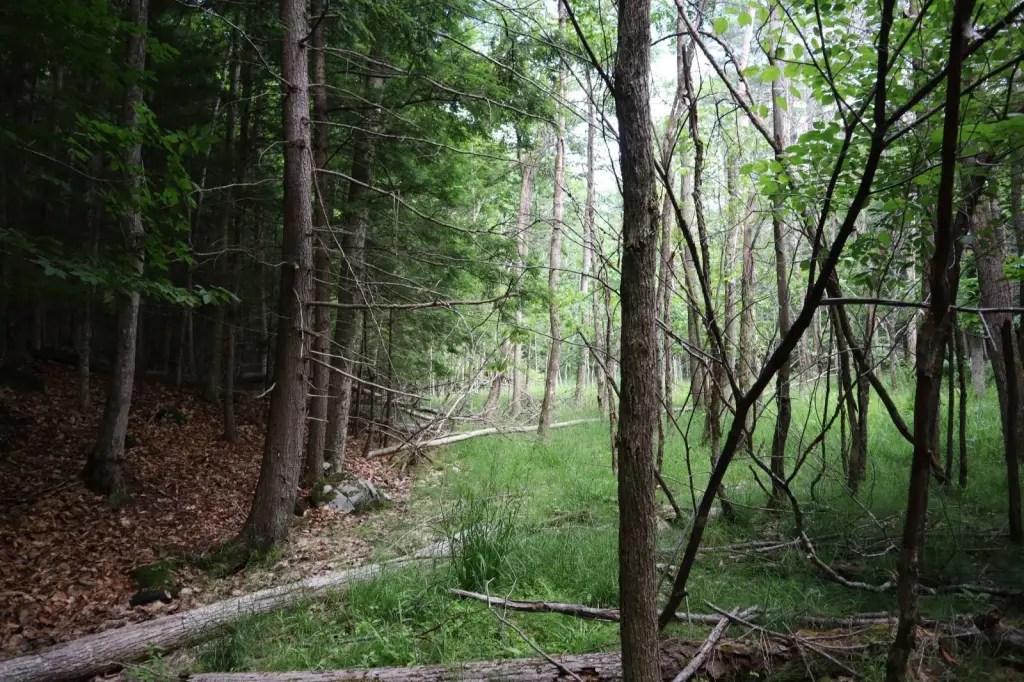 Picture 33