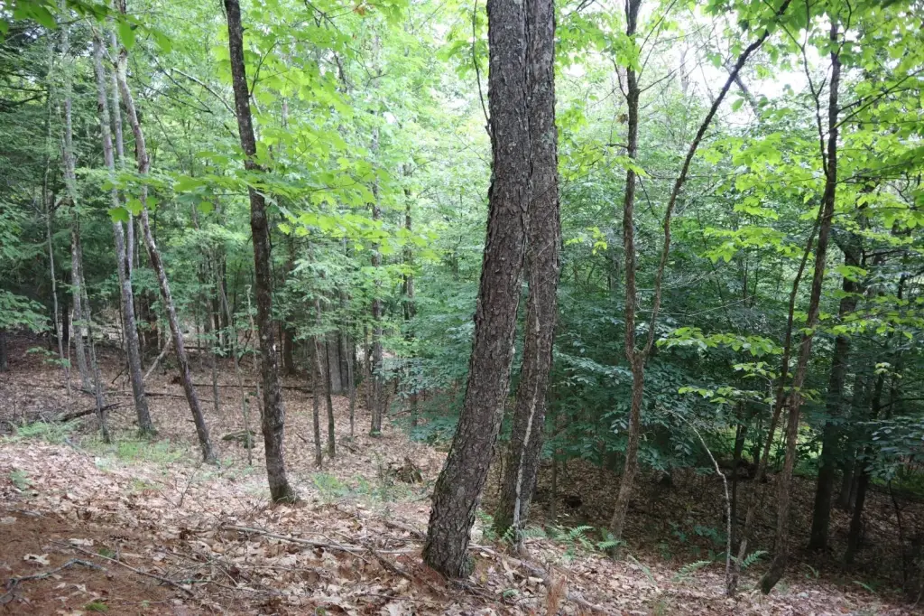 Picture 21