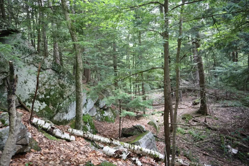 Picture 15