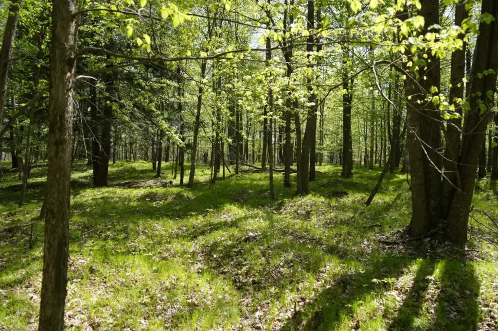 Picture 43