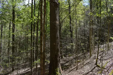 Secluded Land Surrounded by National Forest