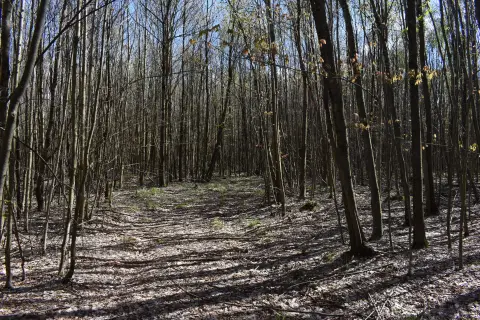 25 Acres of Wooded Land