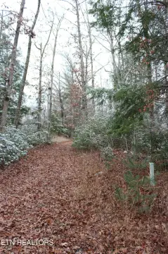 Unrestricted Wooded Land with Creek