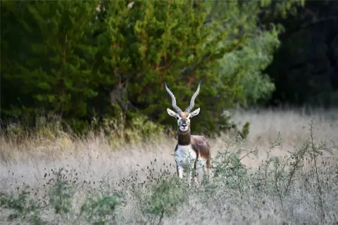 High-Fenced Hunting Ranch