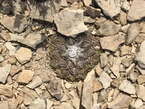 Terlingua Vacant Land with RV