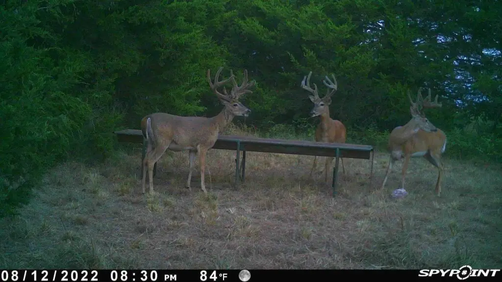 Picture 41