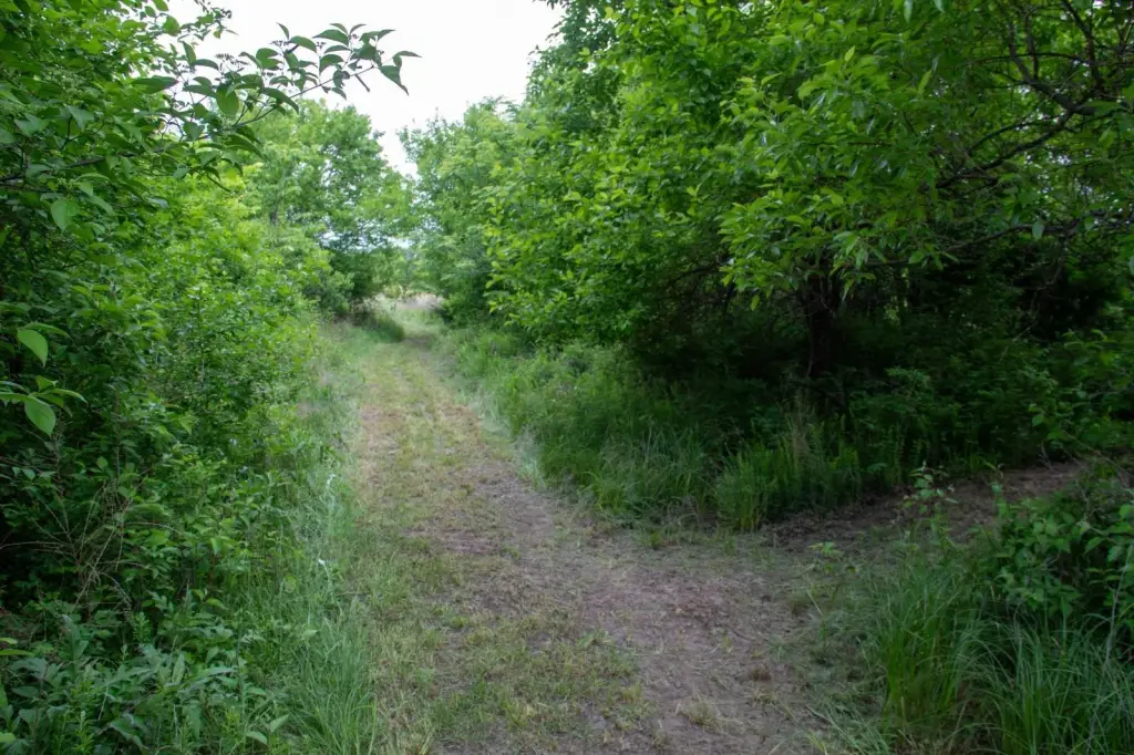 Picture 52