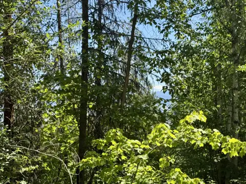 64-Acre Timber-Rich Land Opportunity