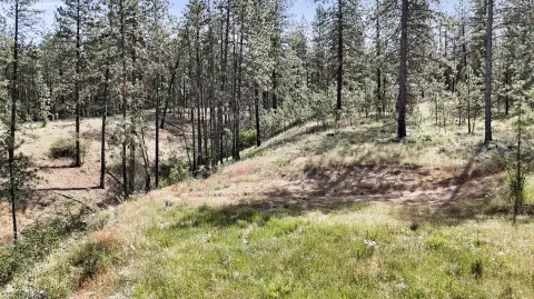 Four Acres of Treed Land