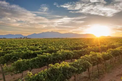 Established Vineyard and Winery Opportunity