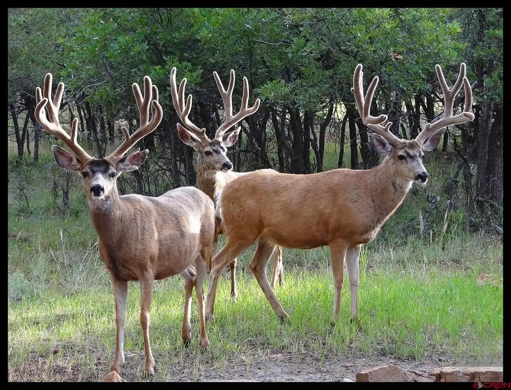 Picture 28