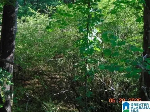 Wooded Acreage in Marion, Alabama