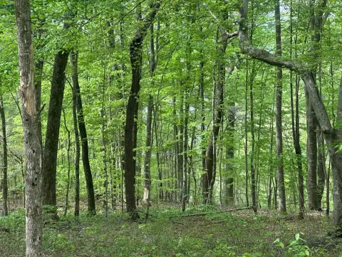 Albany, KY Vacant Land