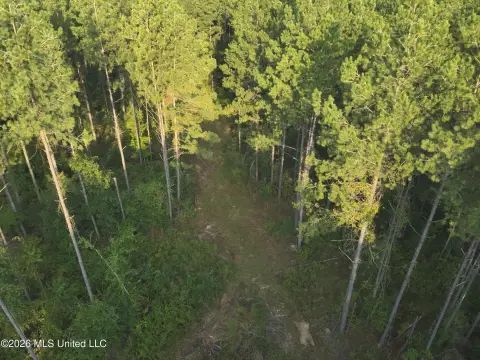 Hunting Land with Pine Timber