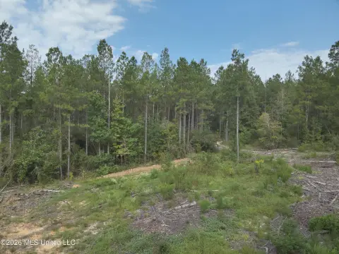 Hunting Land with Pine Plantation