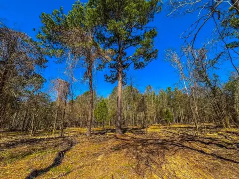 11+ Acre Wooded Land Tract
