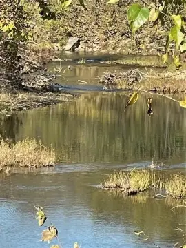 40 Acres with Creek Frontage