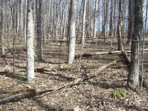 Wooded Land in Sneedville, TN