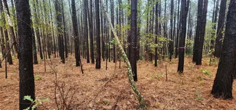 Unrestricted 4-Acre Lot in Camden