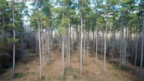 Secluded Timber Tract Near Forest