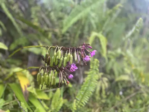 Lush Hawaiian Land Parcel